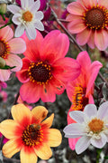 Lot De 6 Dahlias Happy Single (Mélange) – Plante D’Extérieur