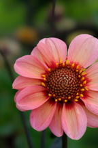 Lot De 6 Dahlias Happy Single (Mélange) – Plante D’Extérieur