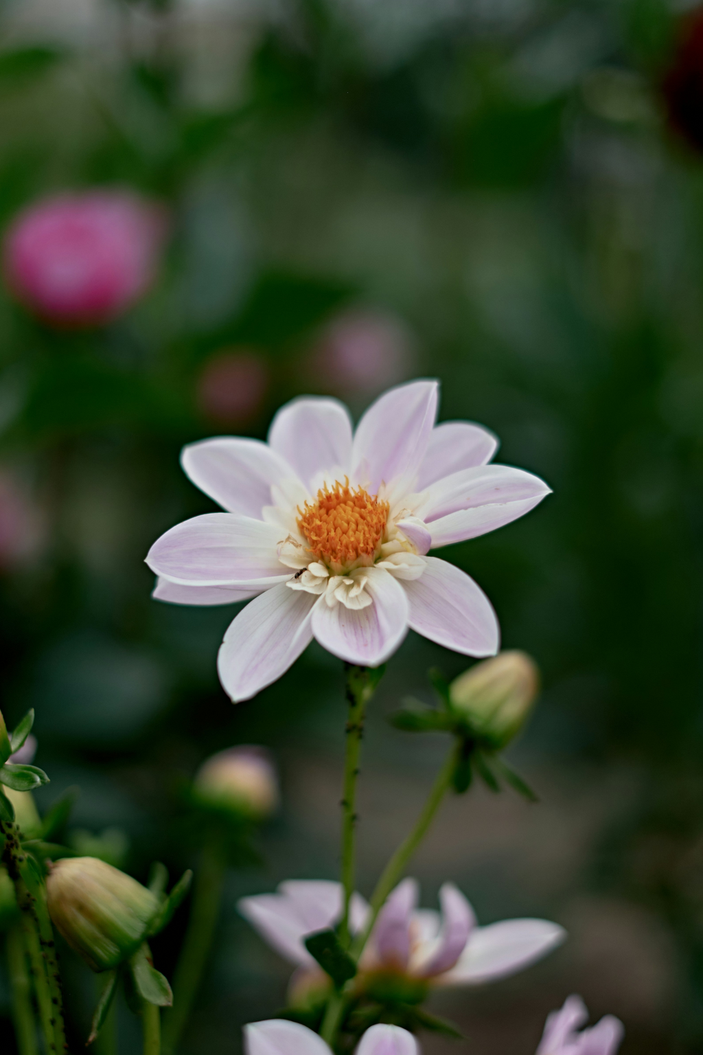 Lot De 6 Dahlias Happy Single (Mélange) – Plante D’Extérieur