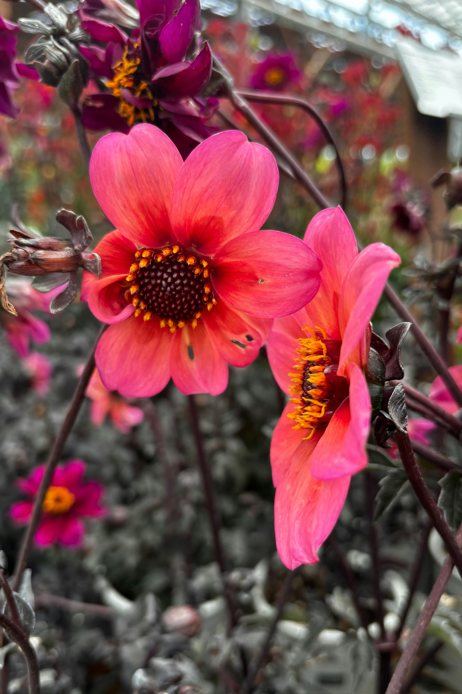 Lot De 6 Dahlias Happy Single (Mélange) – Plante D’Extérieur