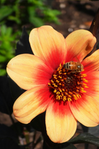 Lot De 6 Dahlias Happy Single (Mélange) – Plante D’Extérieur
