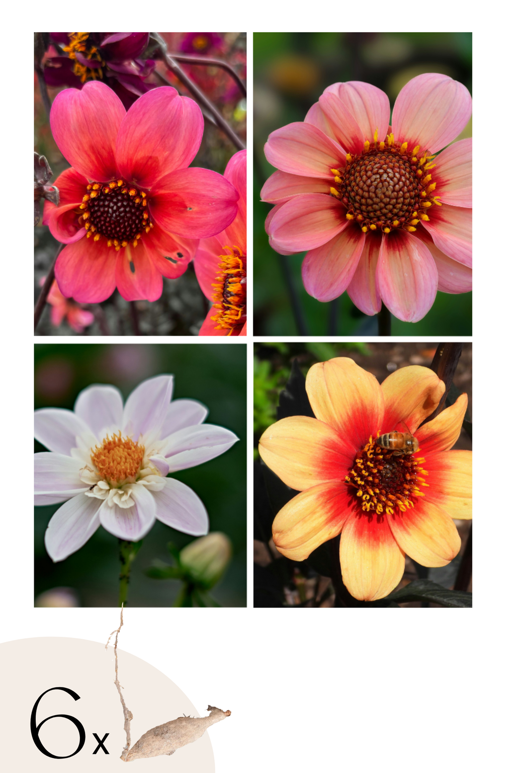 Lot De 6 Dahlias Happy Single (Mélange) – Plante D’Extérieur
