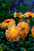 Lot De 3 Dahlias Pacific Mix – Plante D’Extérieur