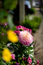 Lot De 3 Dahlias Pacific Mix – Plante D’Extérieur