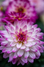 Lot De 3 Dahlias Pacific Mix – Plante D’Extérieur