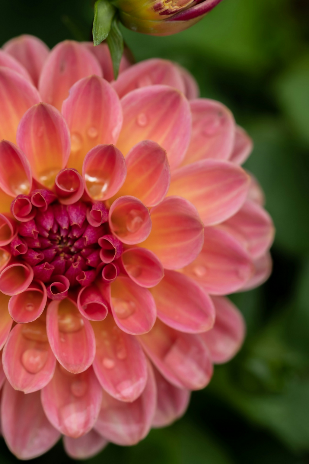 Lot De 3 Dahlias Pacific Mix – Plante D’Extérieur
