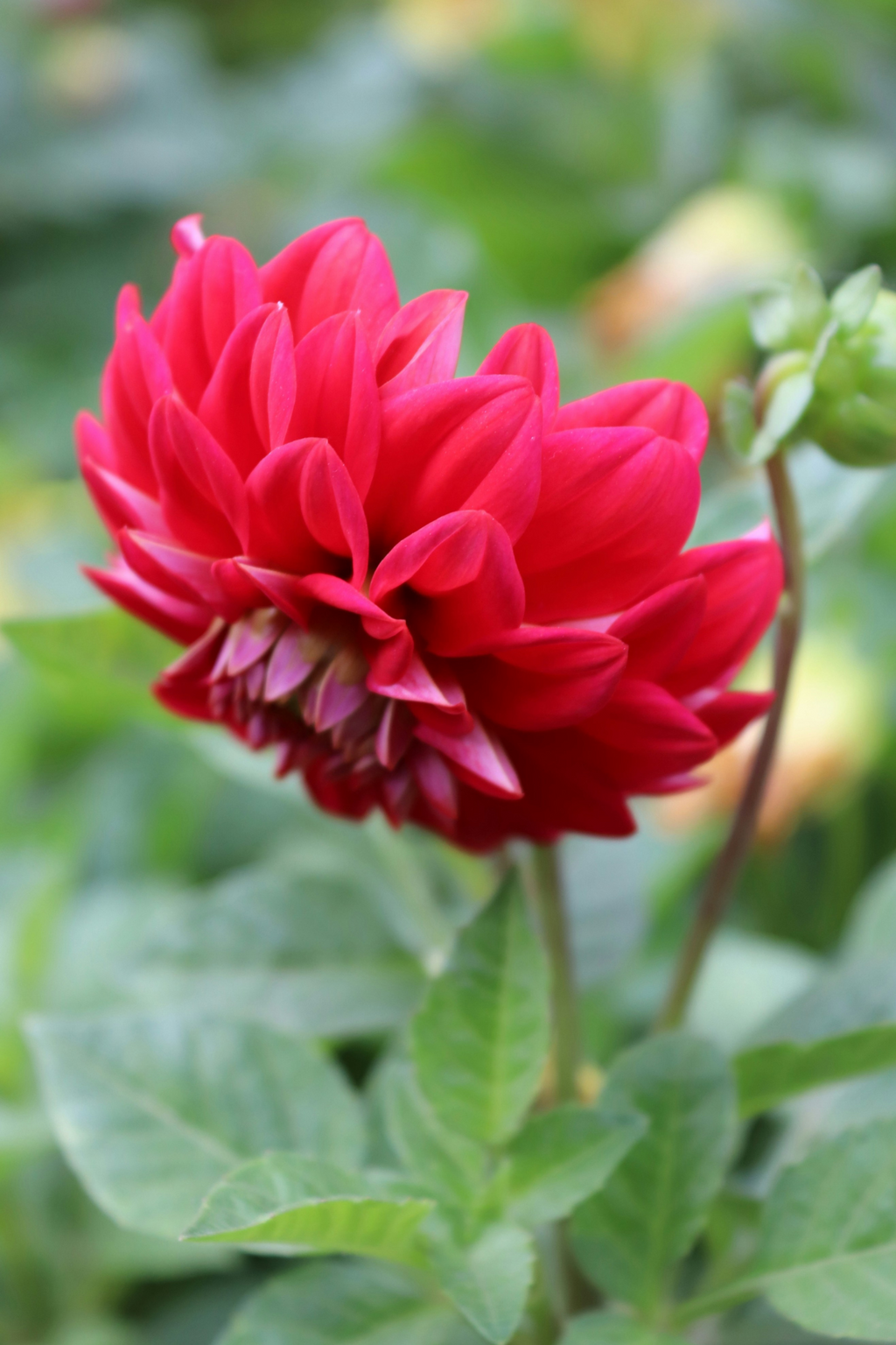 Lot De 3 Dahlias Pacific Mix – Plante D’Extérieur