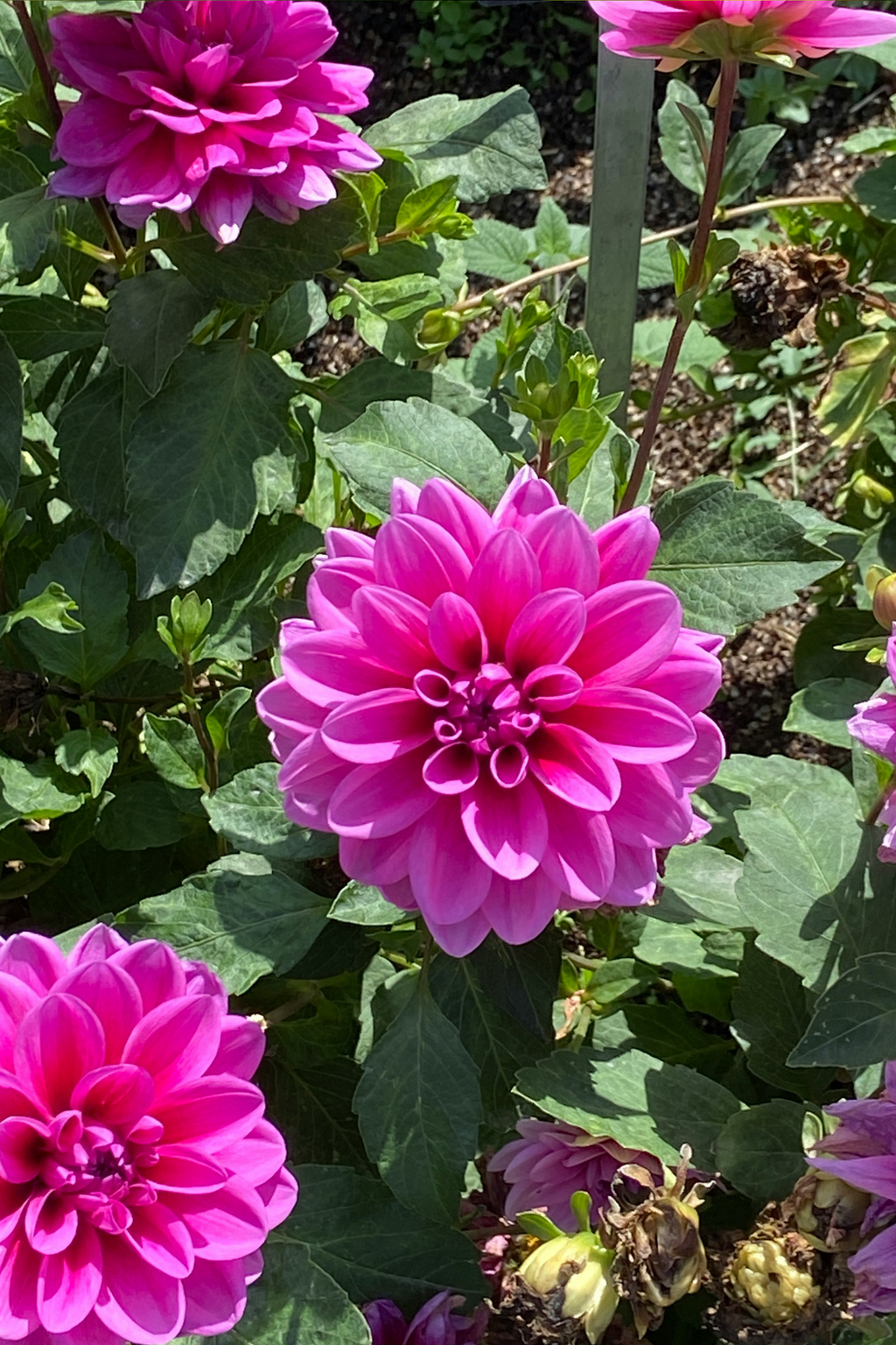 Lot De 3 Dahlias Pacific Mix – Plante D’Extérieur