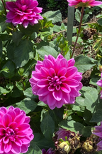 Lot De 3 Dahlias Pacific Mix – Plante D’Extérieur