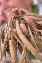 Lot De 3 Dahlias Pacific Mix – Plante D’Extérieur