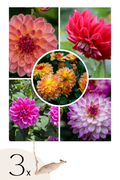 Lot De 3 Dahlias Pacific Mix – Plante D’Extérieur