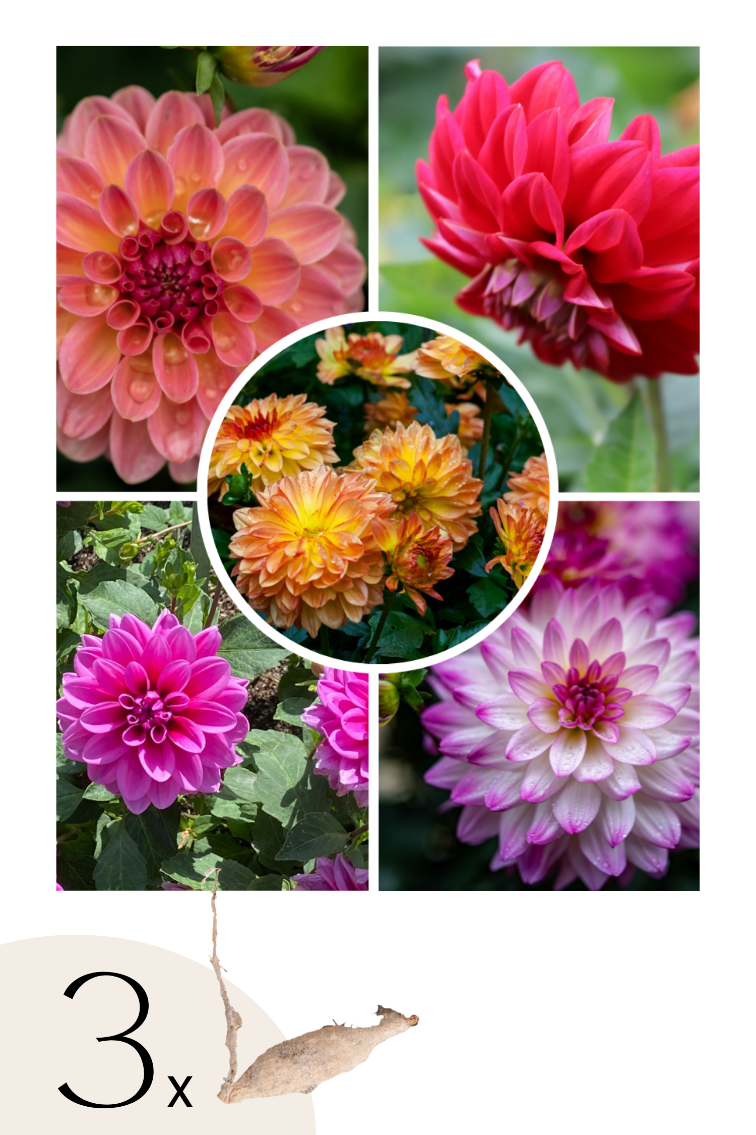 Lot De 3 Dahlias Pacific Mix – Plante D’Extérieur