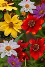 Lot De 6 Dahlias Topmix – Plante D’Extérieur