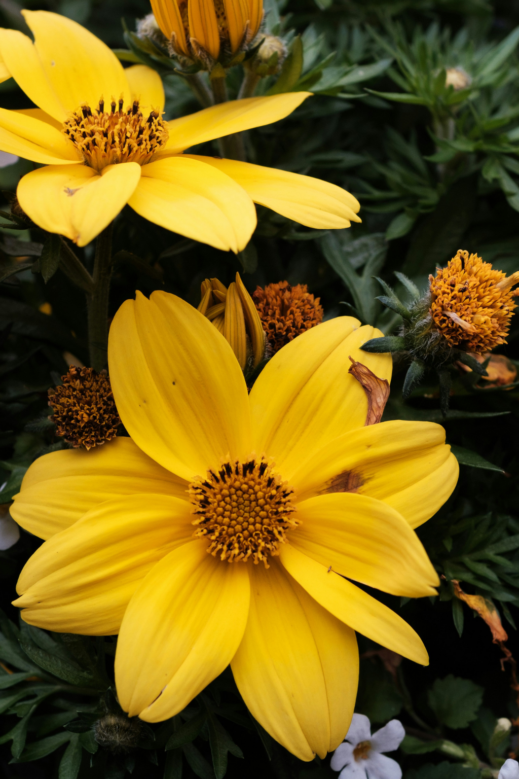 Lot De 6 Dahlias Topmix – Plante D’Extérieur