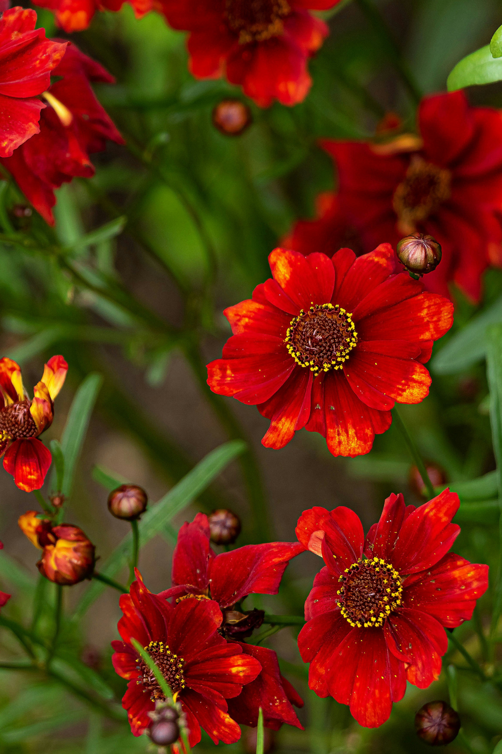 Lot De 6 Dahlias Topmix – Plante D’Extérieur