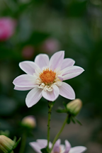 Lot De 6 Dahlias Topmix – Plante D’Extérieur