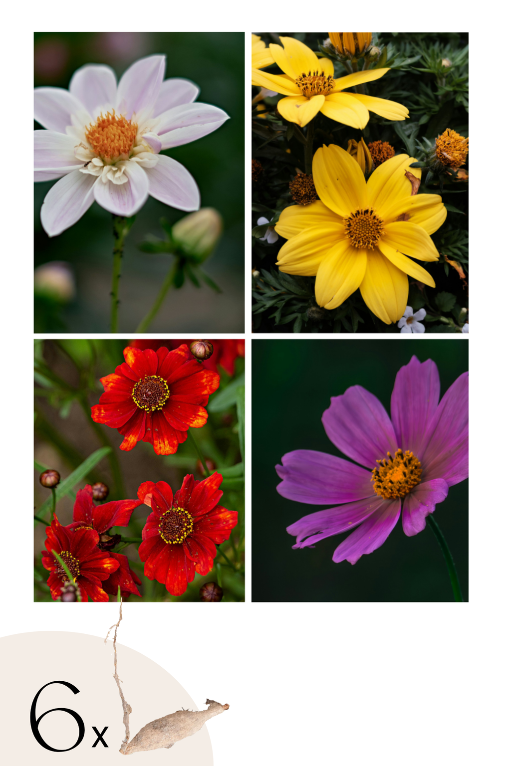 Lot De 6 Dahlias Topmix – Plante D’Extérieur