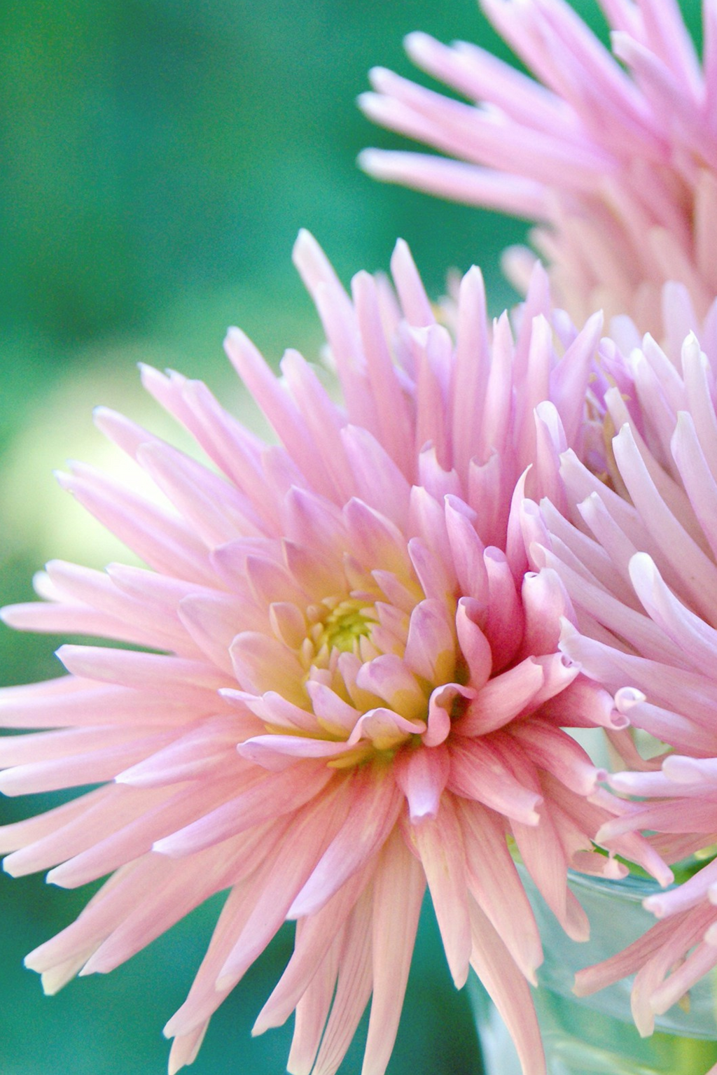 Mélange De 5 Dahlias Cactus – Plante D’Extérieur