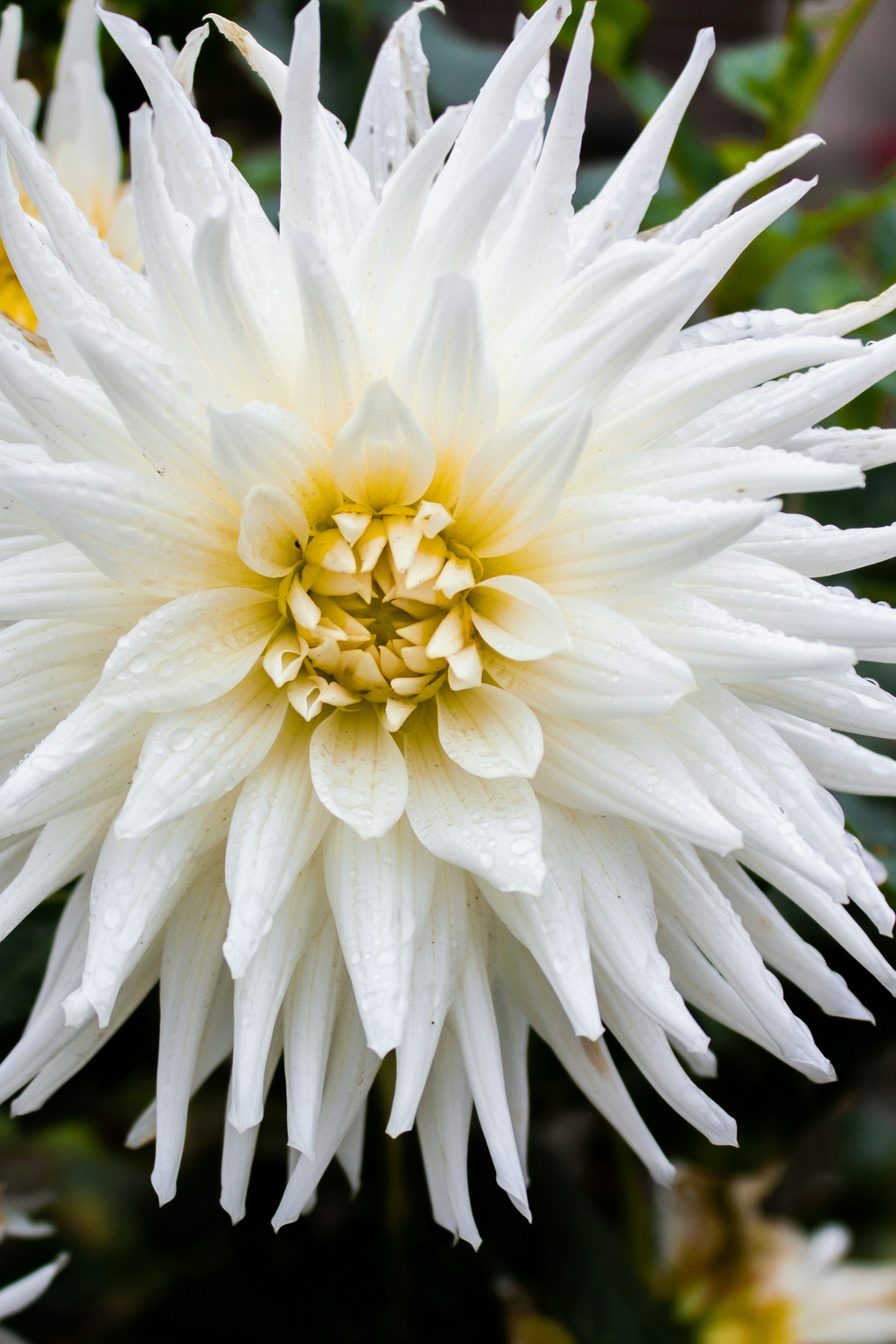 Mélange De 5 Dahlias Cactus – Plante D’Extérieur