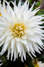 Mélange De 5 Dahlias Cactus – Plante D’Extérieur