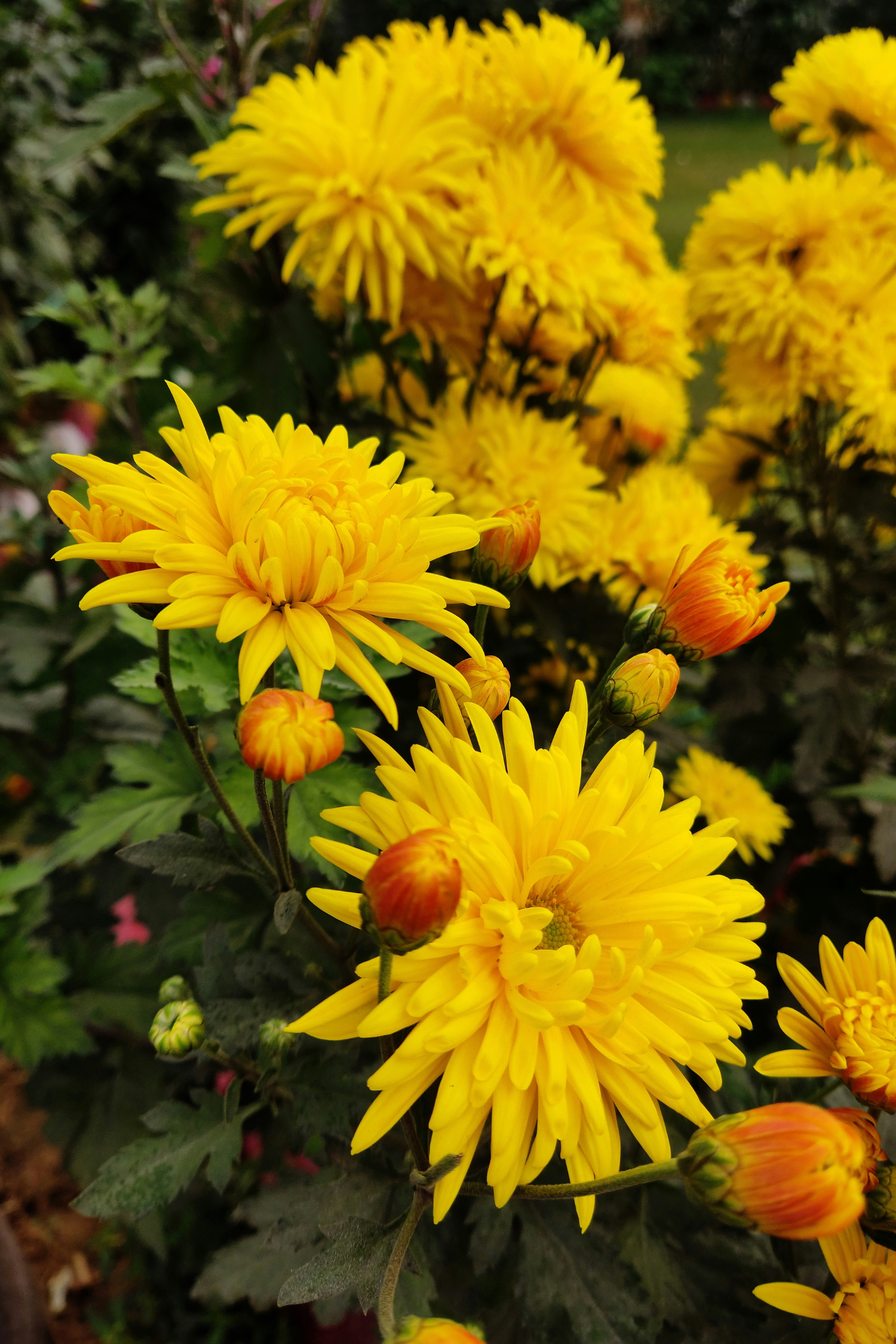 Mélange De 5 Dahlias Cactus – Plante D’Extérieur