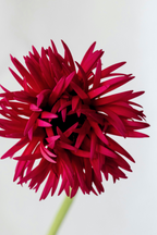 Mélange De 5 Dahlias Cactus – Plante D’Extérieur