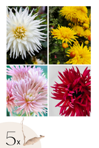 Mélange De 5 Dahlias Cactus – Plante D’Extérieur