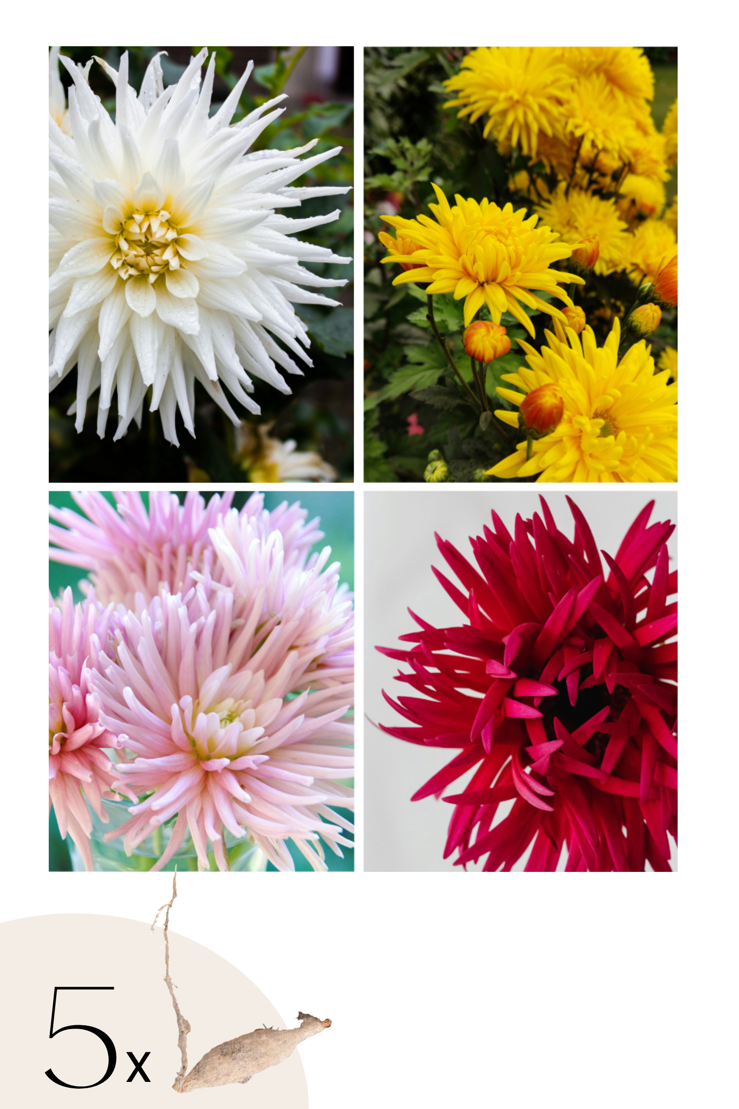 Mélange De 5 Dahlias Cactus – Plante D’Extérieur
