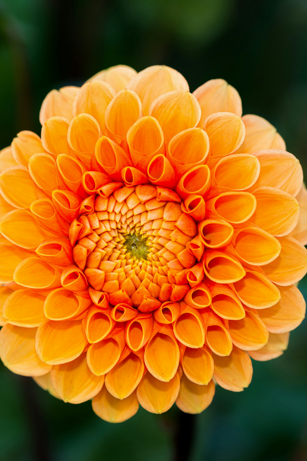 Mélange De 5 Dahlias Pompon – Plante D’Extérieur