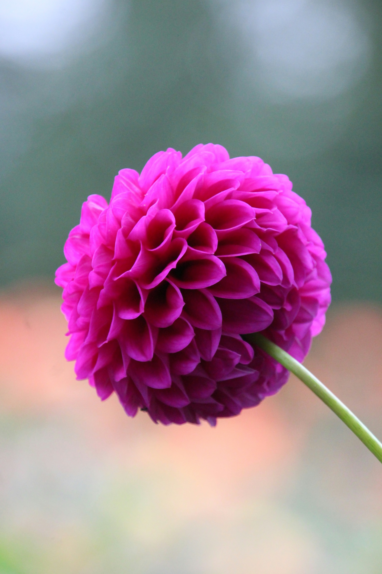 Mélange De 5 Dahlias Pompon – Plante D’Extérieur