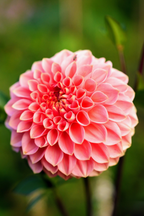 Mélange De 5 Dahlias Pompon – Plante D’Extérieur