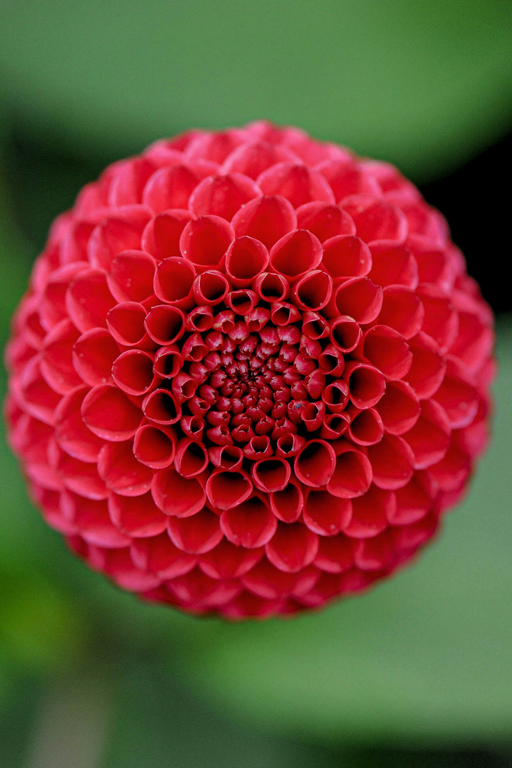 Mélange De 5 Dahlias Pompon – Plante D’Extérieur