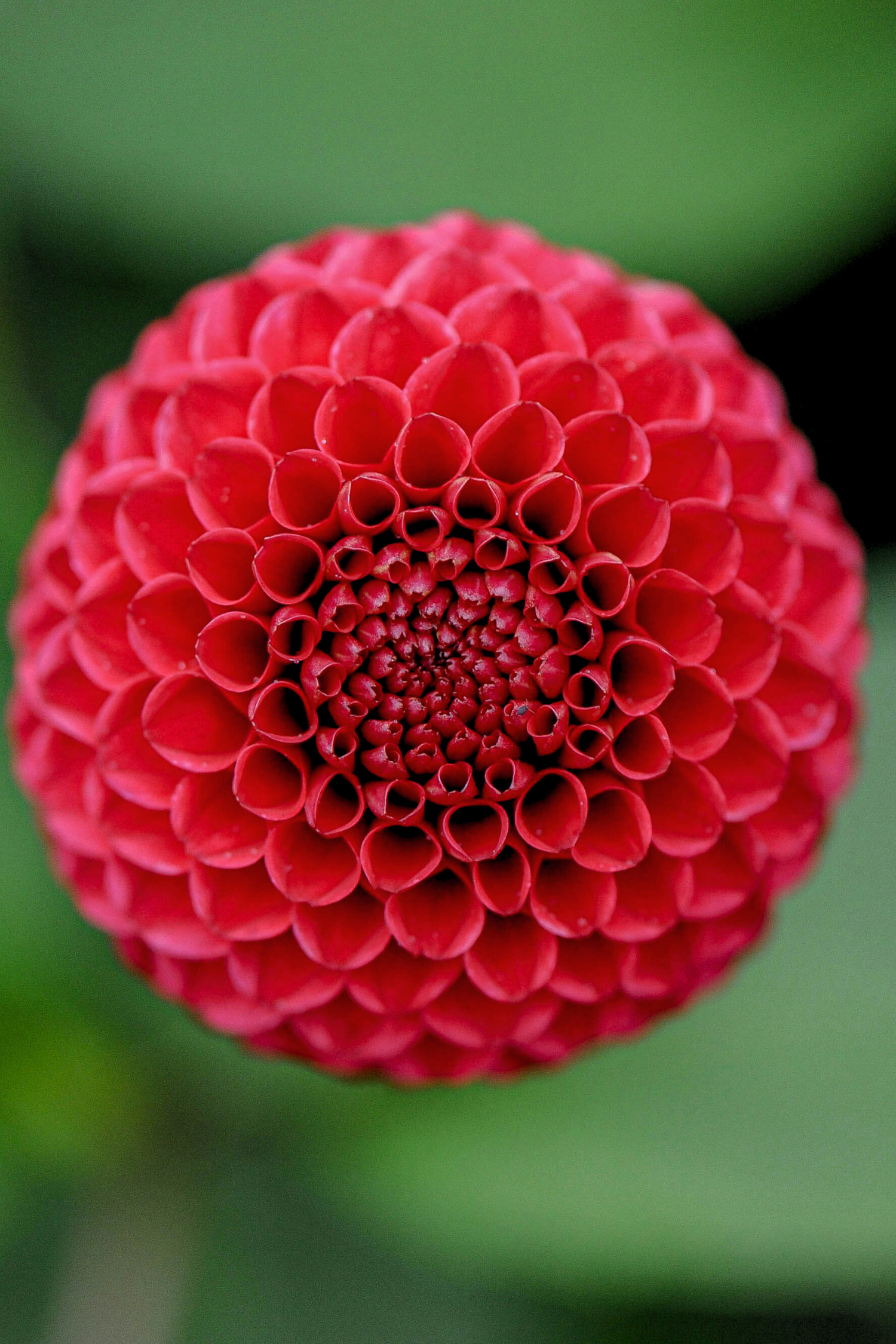 Mélange De 5 Dahlias Pompon – Plante D’Extérieur