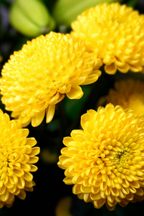 Mélange De 5 Dahlias Pompon – Plante D’Extérieur