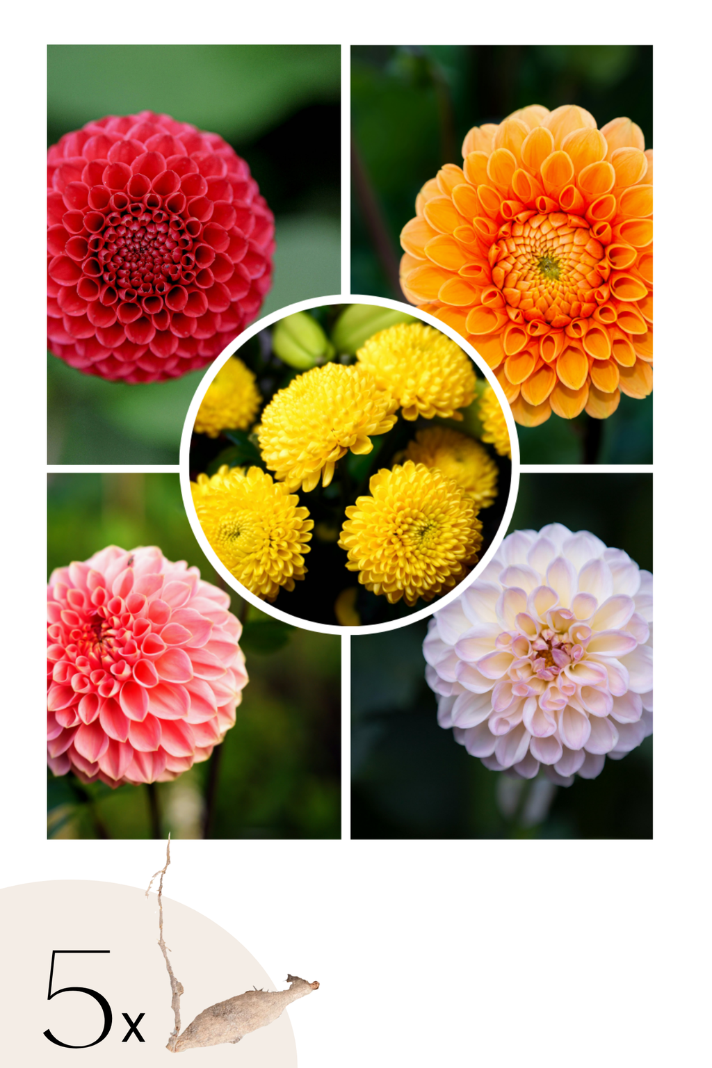 Mélange De 5 Dahlias Pompon – Plante D’Extérieur