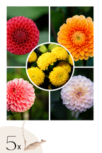 Mélange De 5 Dahlias Pompon – Plante D’Extérieur