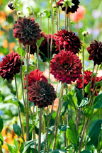 Lot De 3 Dahlias ‘Arabian Night’ – Plante D’Extérieur