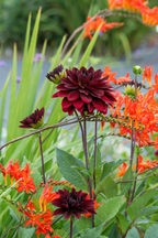 Lot De 3 Dahlias ‘Arabian Night’ – Plante D’Extérieur