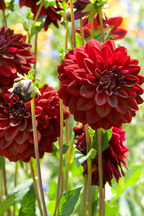 Lot De 3 Dahlias ‘Arabian Night’ – Plante D’Extérieur