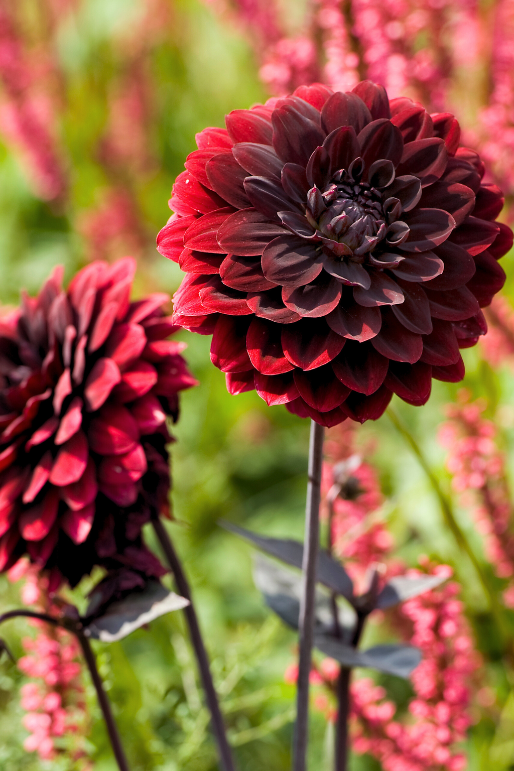 Lot De 3 Dahlias ‘Arabian Night’ – Plante D’Extérieur