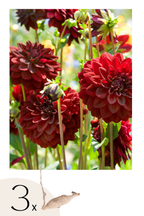 Lot De 3 Dahlias ‘Arabian Night’ – Plante D’Extérieur
