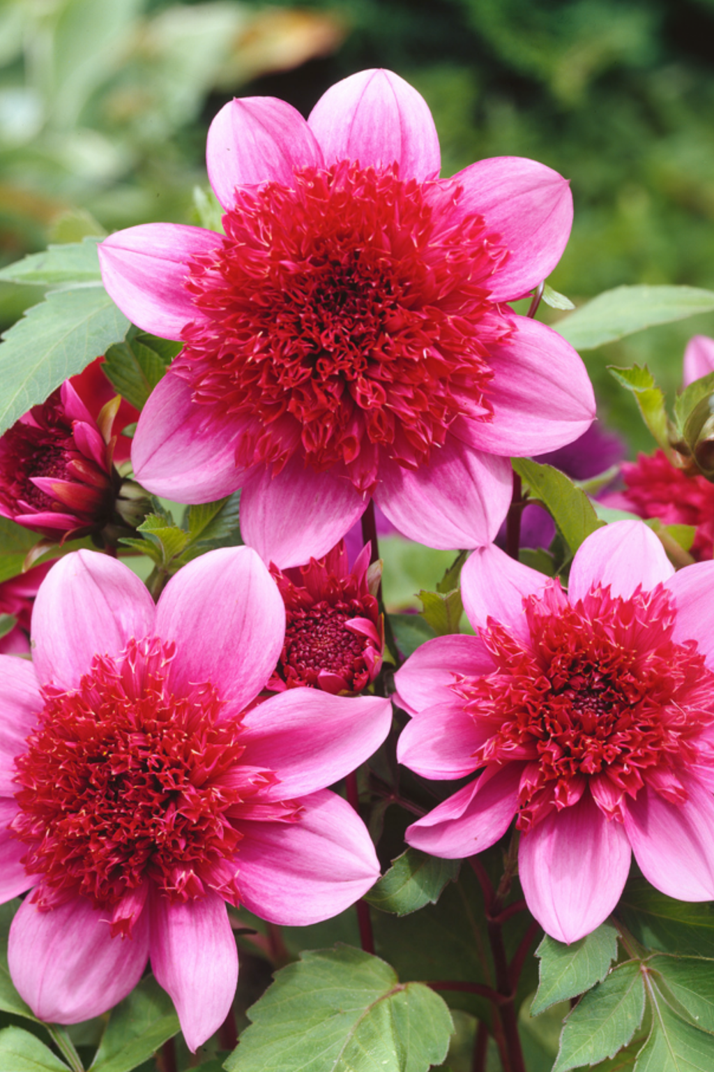 Lot De 3 Dahlias ‘Blue Bayou’ – Plante D’Extérieur