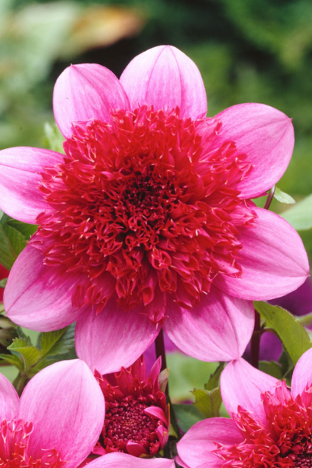 Lot De 3 Dahlias ‘Blue Bayou’ – Plante D’Extérieur
