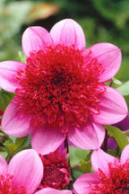 Lot De 3 Dahlias ‘Blue Bayou’ – Plante D’Extérieur