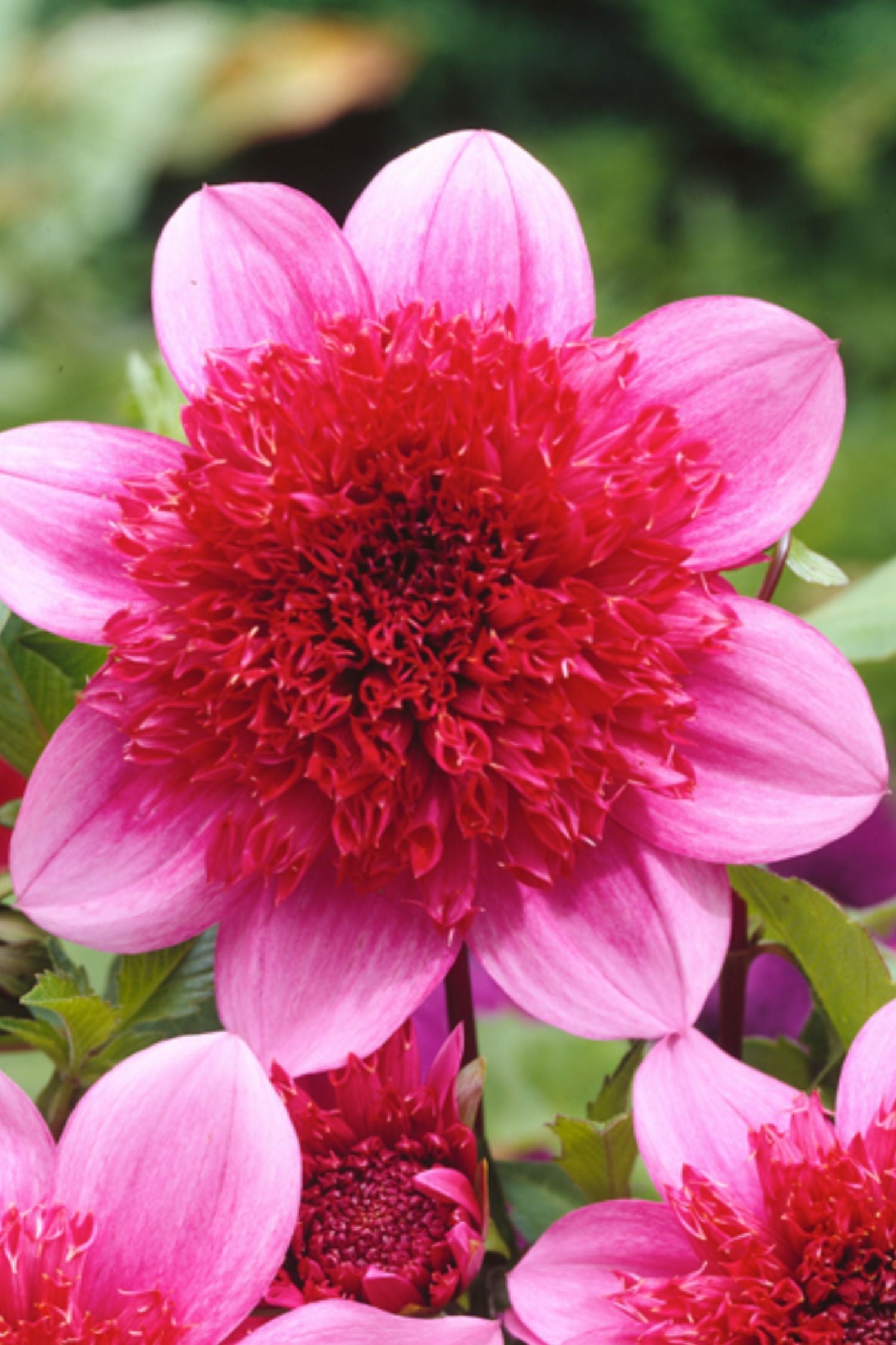 Lot De 3 Dahlias ‘Blue Bayou’ – Plante D’Extérieur
