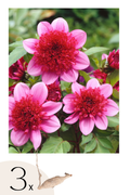 Lot De 3 Dahlias ‘Blue Bayou’ – Plante D’Extérieur