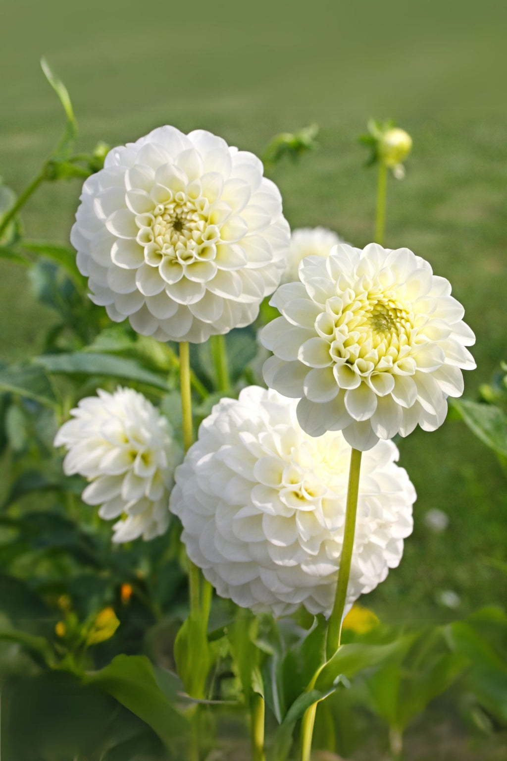 Lot De 3 Dahlias ‘Boom Boom White’ – Plante D’Extérieur