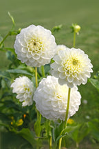 Lot De 3 Dahlias ‘Boom Boom White’ – Plante D’Extérieur