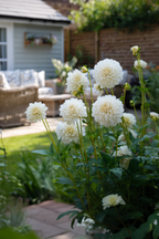 Lot De 3 Dahlias ‘Boom Boom White’ – Plante D’Extérieur