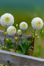 Lot De 3 Dahlias ‘Boom Boom White’ – Plante D’Extérieur